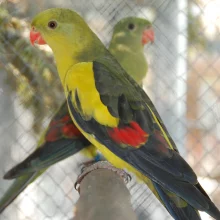 Papoušek kouřový, vpředu samec, vzadu samice