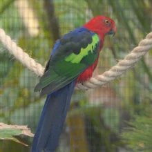 Papoušek karmínový