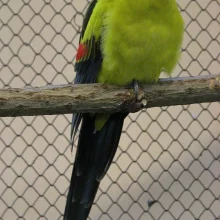 Papoušek kouřový, samice