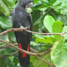Černý krasavec v ohrožení - 1. díl
