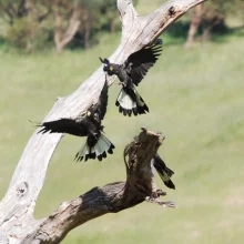 Černý krasavec v ohrožení - 1. díl