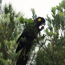 Černý krasavec v ohrožení - 1. díl