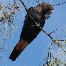 Černý krasavec v ohrožení - 1. díl