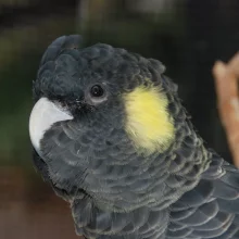 Černý krasavec v ohrožení - 1. díl