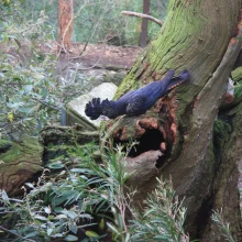 Černý krasavec v ohrožení - 1. díl