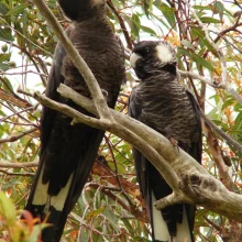 Černý krasavec v ohrožení - 1. díl