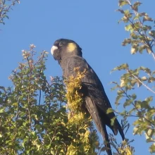 Černý krasavec v ohrožení - 1. díl