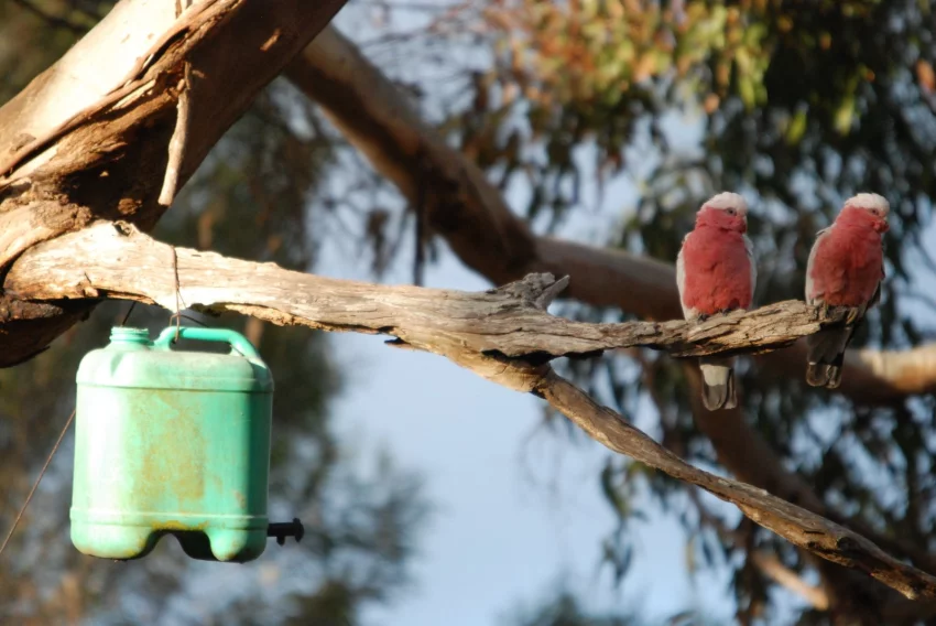 Černý krasavec v ohrožení - 2. díl