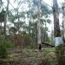 Černý krasavec v ohrožení - 2. díl