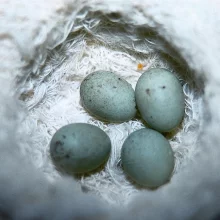 Kanáři a jejich chov