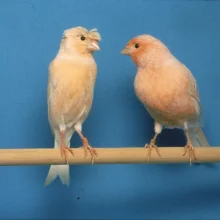 Kanáři a jejich chov