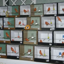 Kanáři a jejich chov