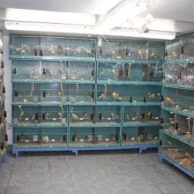 Kanáři a jejich chov