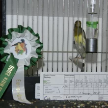 Kanáři a jejich chov