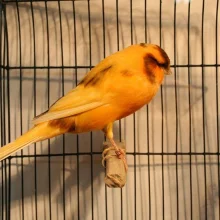 Kanáři a jejich chov