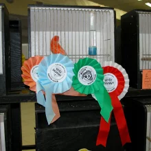 Kanáři a jejich chov