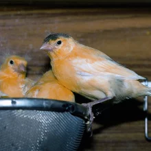 Kanáři a jejich chov