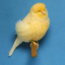 Kanáři a jejich chov