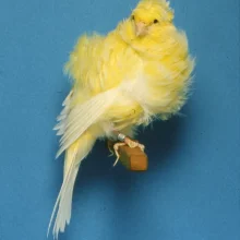 Kanáři a jejich chov