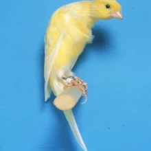 Kanáři a jejich chov