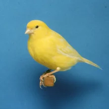 Kanáři a jejich chov