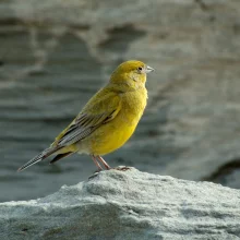 Kanáři a jejich chov