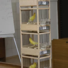 Kanáři a jejich chov