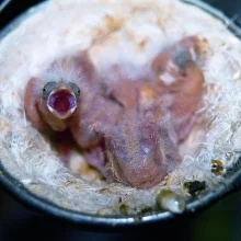 Kanáři a jejich chov