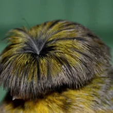 Kanáři a jejich chov