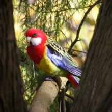 Rosela pestrá v přírodě