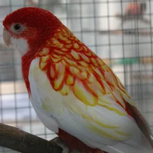 Rosela pestrá, rubínová mutace