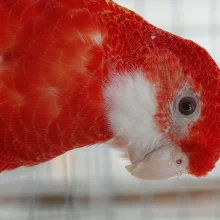 Rosely a jejich příbuzní