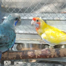 Rosela Pennantova, modrá a lutino