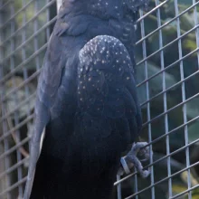 Kakadu - vzácní papoušci s chocholkou