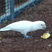 Kakadu - vzácní papoušci s chocholkou