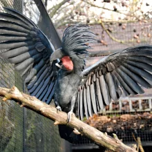 Kakadu - vzácní papoušci s chocholkou