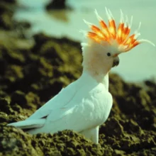 Kakadu - vzácní papoušci s chocholkou