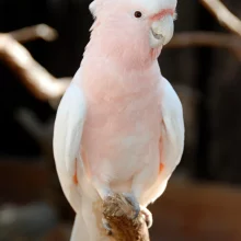 Kakadu - vzácní papoušci s chocholkou