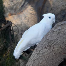 Kakadu - vzácní papoušci s chocholkou