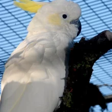 Kakadu - vzácní papoušci s chocholkou