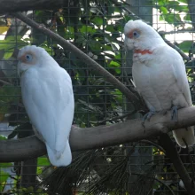 Kakadu - vzácní papoušci s chocholkou