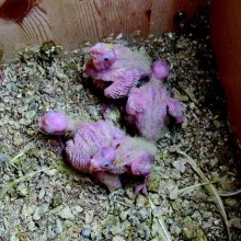 Korela chocholatá a její chov