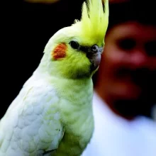 Korela chocholatá a její chov