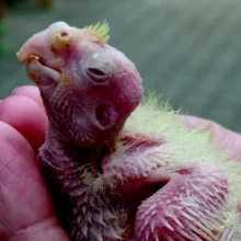 Korela chocholatá a její chov