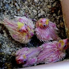 Korela chocholatá a její chov