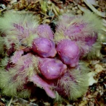 Korela chocholatá a její chov