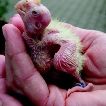 Korela chocholatá a její chov