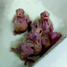 Korela chocholatá a její chov