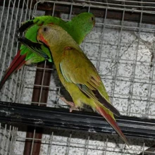 Latam vlaštovčí (Lathamus discolor) - chov