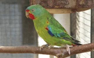 Latam vlaštovčí (Lathamus discolor) - chov